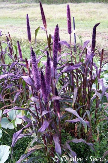 Millet (Purple Majesty)