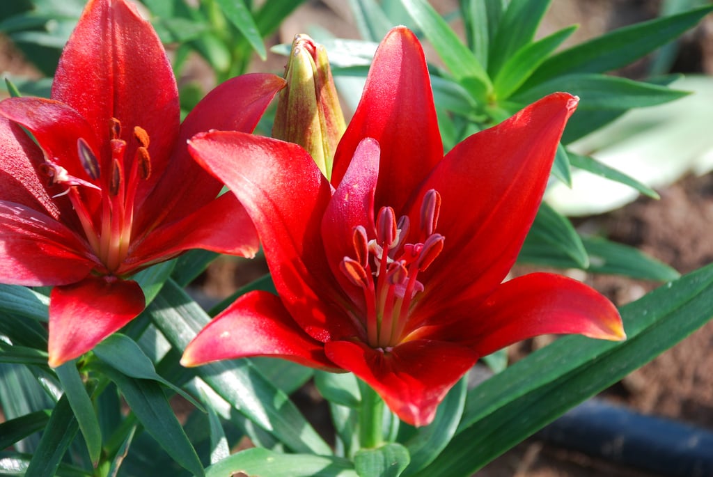 Lilies (Asiatic and Hybrid)