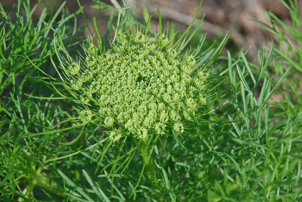 Queen Anne’s Lace (Green)