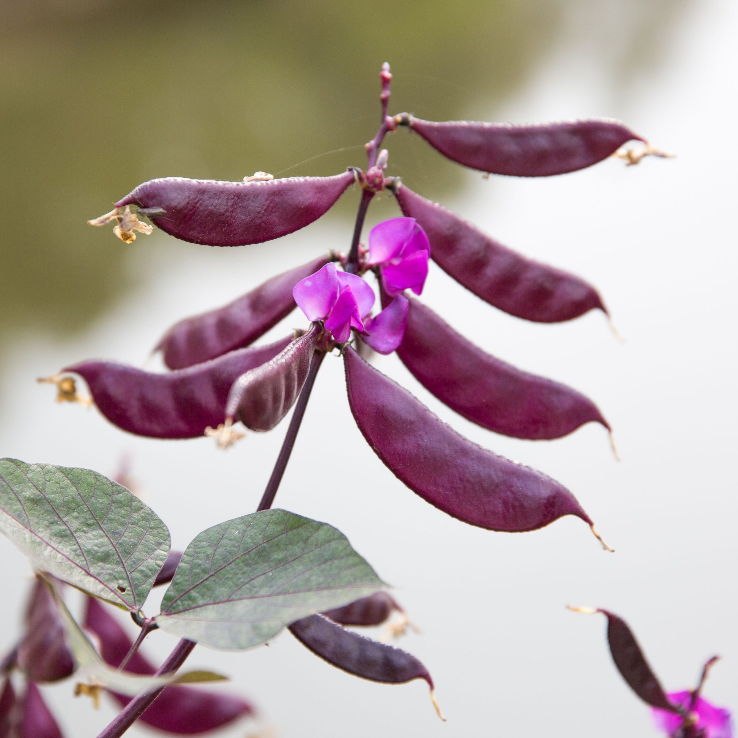 Hyacinth Bean Pods